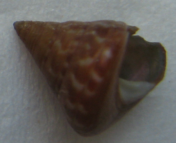 calliostoma sp.